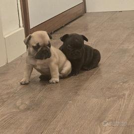Cuccioli di buldog francese