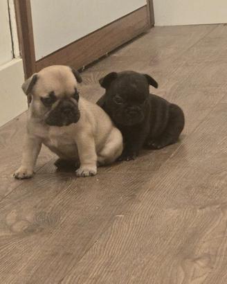 Cuccioli di buldog francese