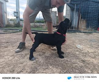 Cucciole Cane Corso