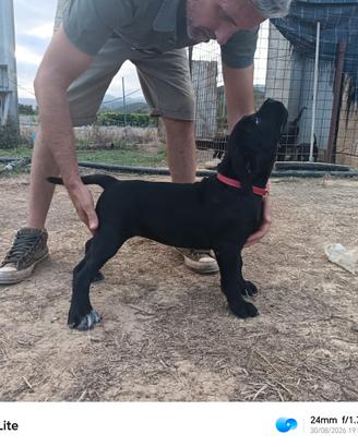 Cucciole Cane Corso