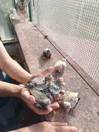 Cuccioli di calopsite