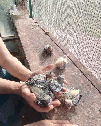 Cuccioli di calopsite