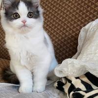 Cucciola di persiano normotipo FEMMINA