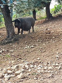 Suino - maiale Pelatello, razza autoctona