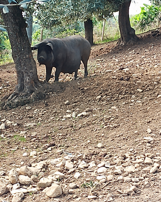 Suino - maiale Pelatello, razza autoctona