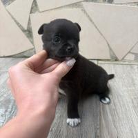 Chihuahua toy