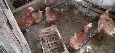 Galline