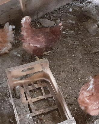 Galline