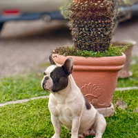 Bulldog francese