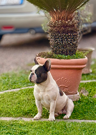 Bulldog francese
