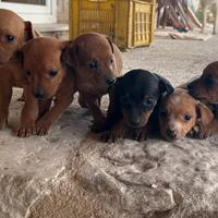 Cuccioli pinscher