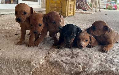 Cuccioli pinscher