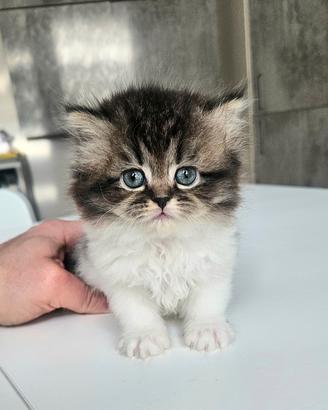 Cuccioli di Persiano