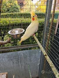Calopsiti