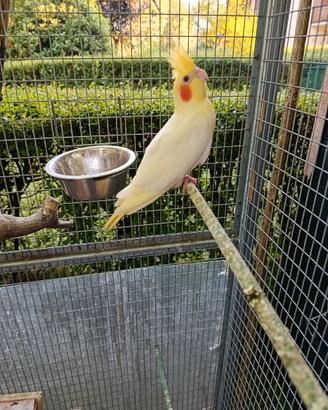 Calopsiti