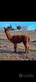 Alpaca femmine giovani