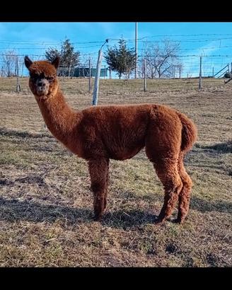 Alpaca femmine giovani