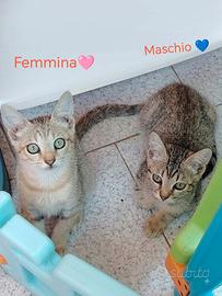 Gattini 