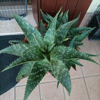 Piante di Aloe