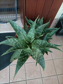 Piante di Aloe