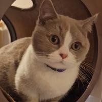 Munchkin gatti bassotti zampe corte