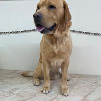 Labrador Retriever