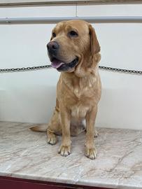 Labrador Retriever