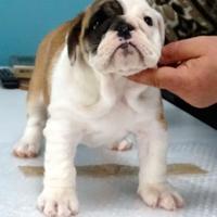 Bulldog Inglese cuccioli