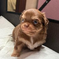 Cuccioli cioccolato pelo lungo