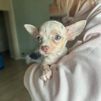 Chihuahua mini
