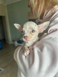 Chihuahua mini
