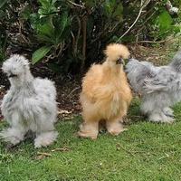 Gallo galline moroseta