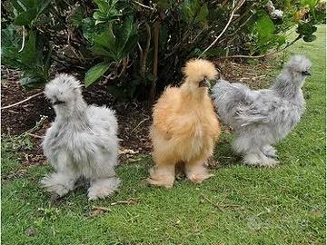 Gallo galline moroseta