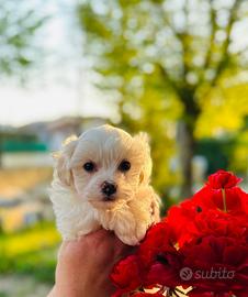 Bichon Frise