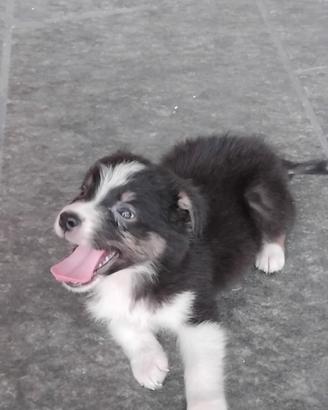 Cucciola pastore australiano