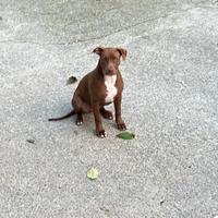 Cuccioli Pitbull Red Nose