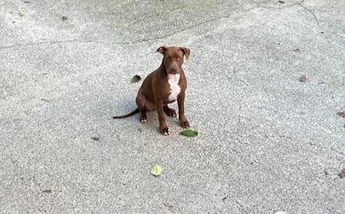 Cuccioli Pitbull Red Nose