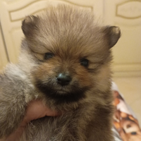 Spitz con pedigree Enci