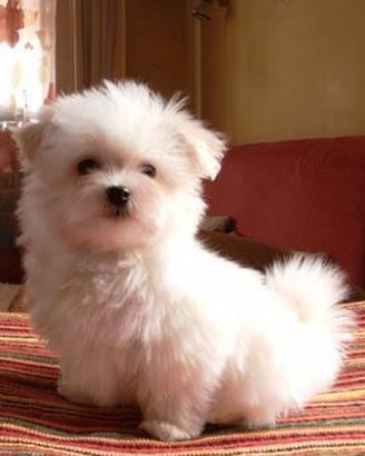 Cuccioli maltese mini mini
