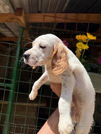 Cuccioli setter inglese