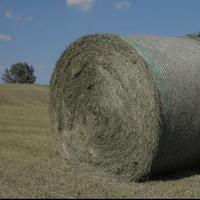 Fieno 1,2,3 taglio