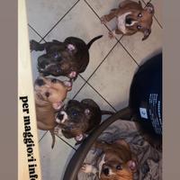 Cuccioli pitbull