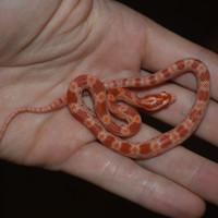 Serpenti del grano