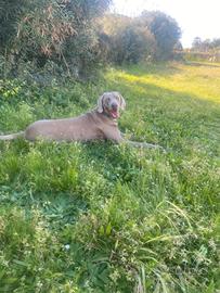 Weimaraner iago per accoppiamento