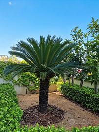 Maestosa Cycas Revoluta

