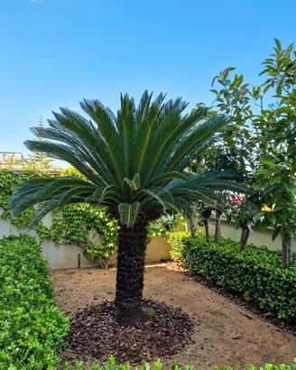 Maestosa Cycas Revoluta

