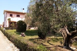 Cerveteri /Mar. di S. Nicola /Bambin Gesu' Palid