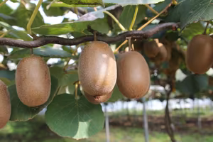 Terreno Agricolo a Casier