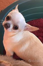 Chihuahua maschi