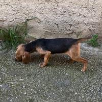 Beagle segugia